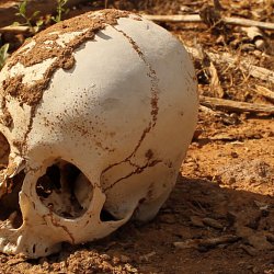 The skull of a migrant found in the desert (photo by Marc Silver)