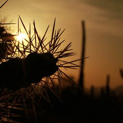 Desert at sunset (photo by Marc Silver)