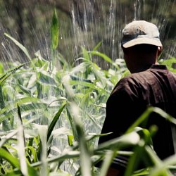 Watering crops, El Escanito, Honduras (photo by Marc Silver)