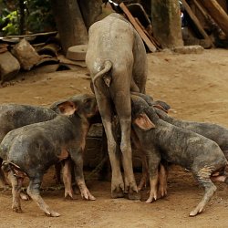 Piglets feeding, El Escanito, Honduras (photo by Marc Silver)